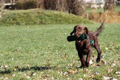 Plattform für Hunde-Events 9 2722f6bcd13027c06fe9d3b0e6f955cf_M