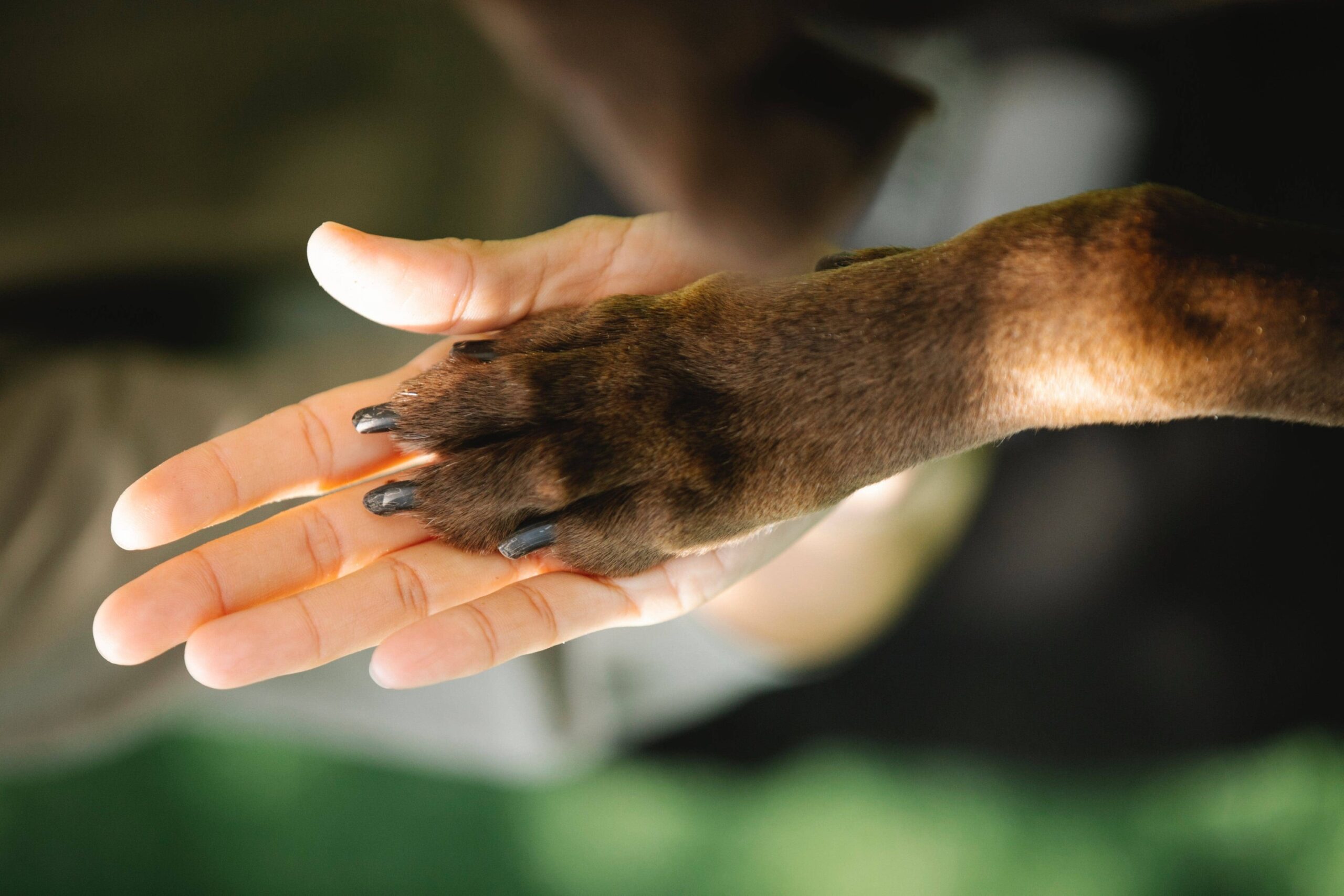 Plattform für Hunde-Events 10 Hand Pfote klein scaled