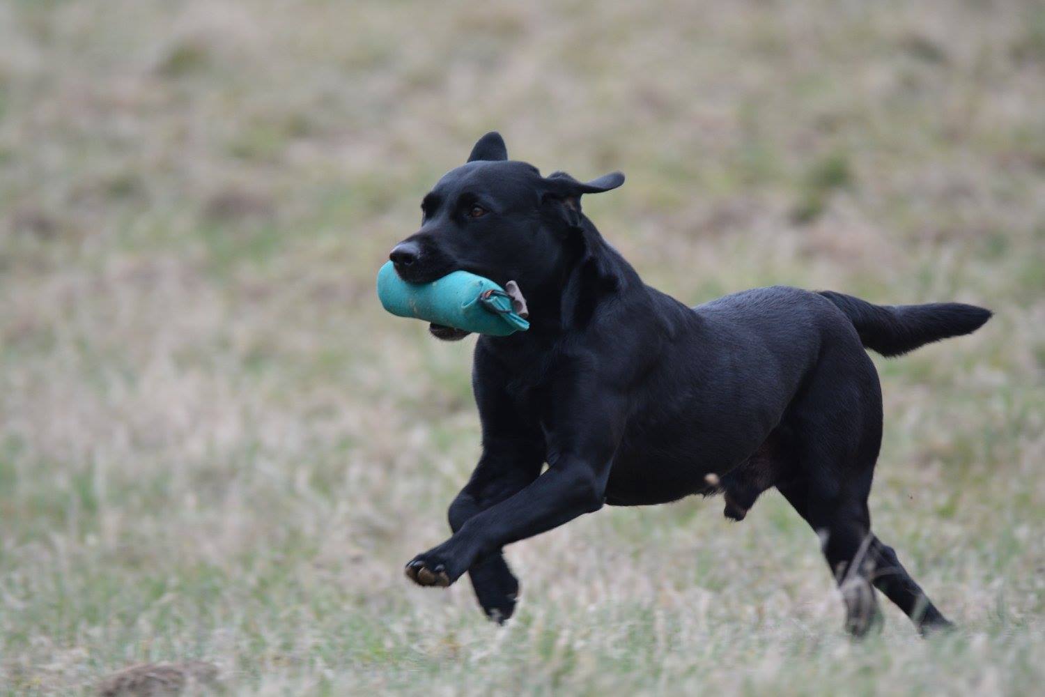 Plattform für Hunde-Events 1 12885847 971008666310631 400952578104987059 o