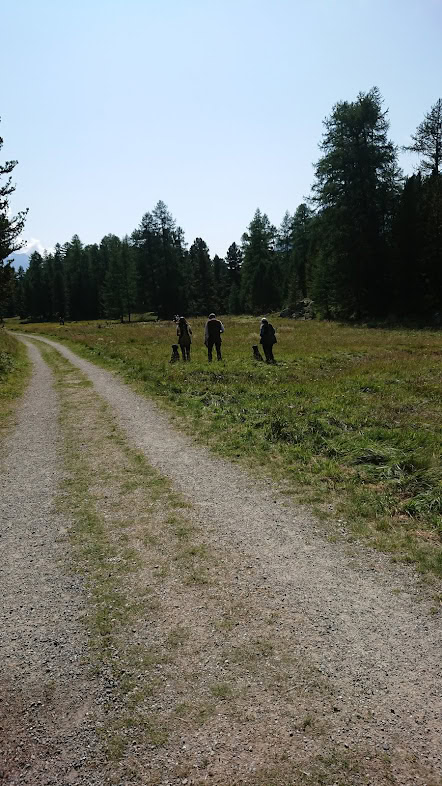 Drei Hunde erkunden einen Waldweg in der Natur.