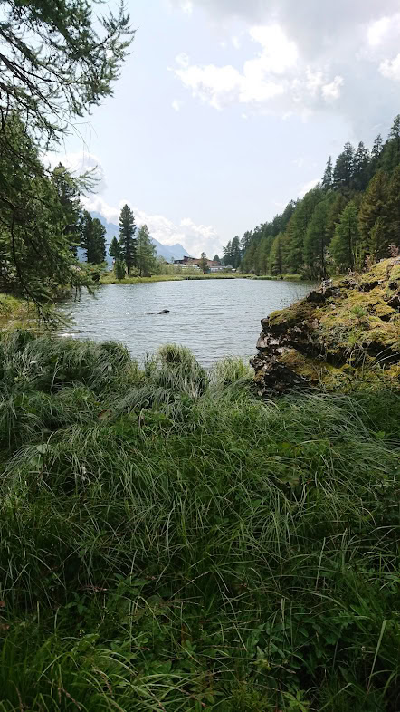 Malerischer See inmitten von Wäldern und Bergen, ideal für Hunde-Events.