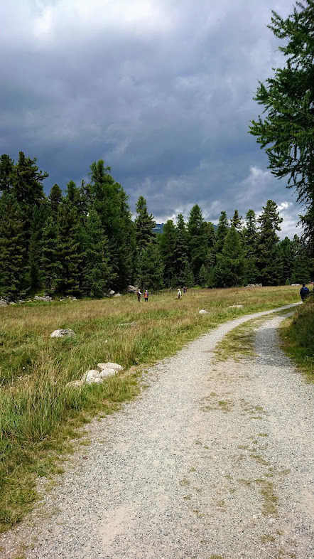 Hunde beim Spaziergang in der Natur bei Hunde-Events im Grünen.