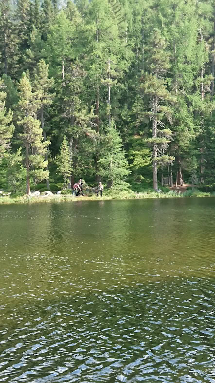 Hunde beim Spaziergang am ruhigen Waldsee inmitten von Bäumen.