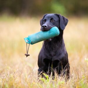 Retriever Working Days Silvaplana - Sonntag, 31. August 2025 - Working Test