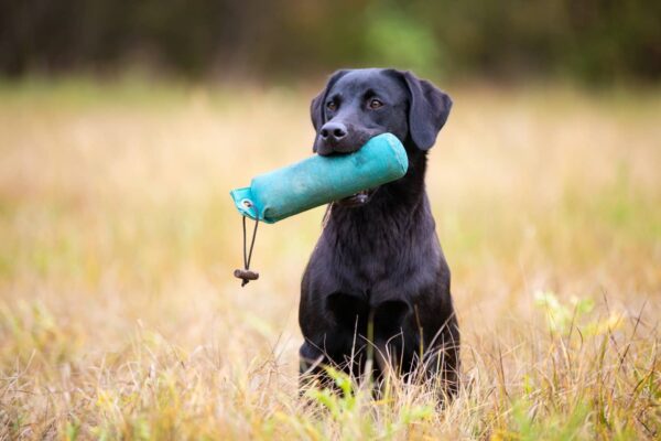 Retriever Working Days Silvaplana - Sonntag, 31. August 2025 - Working Test