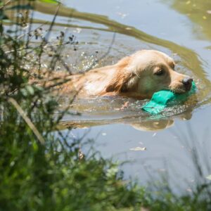 Retriever Working Days Silvaplana - Samstag, 30. August 2025 - Working Test