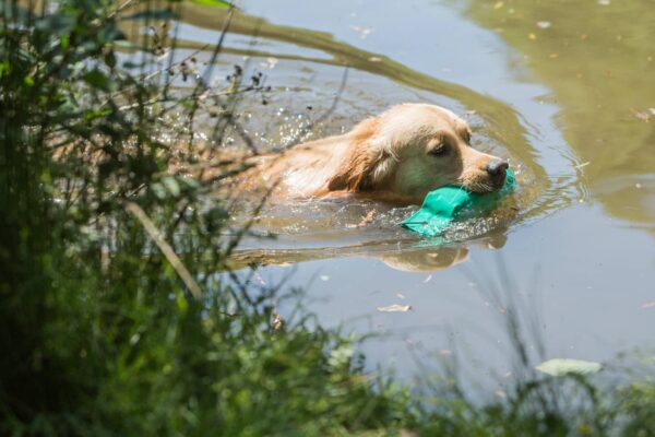 Retriever Working Days Silvaplana - Samstag, 30. August 2025 - Working Test