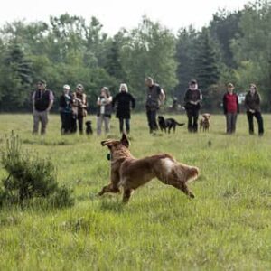 Retriever Working Days Silvaplana - Freitag, 29. August 2025 - Mock Trail Seminar für Einsteiger